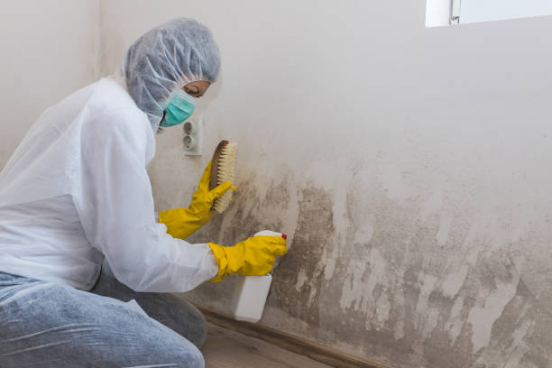 Best Mold Remediation  in Spirit Lake, IA