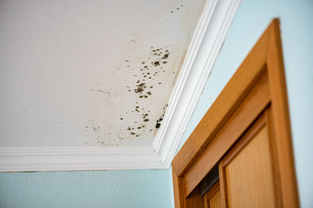 Best Office Mold Removal Services  in Spirit Lake, IA
