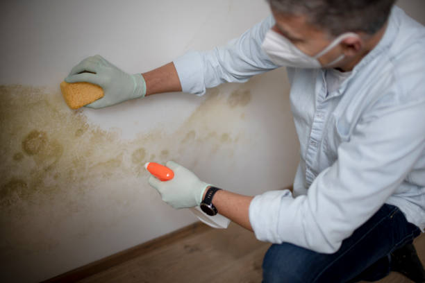 Best Black Mold Removal  in Spirit Lake, IA