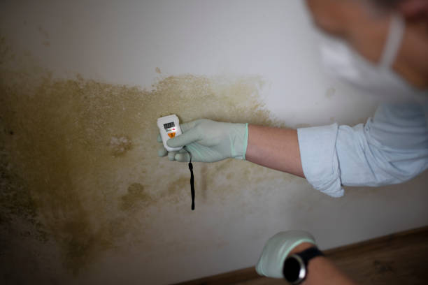 Best Home Mold Removal  in Spirit Lake, IA