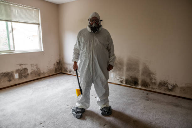 Best Black Mold Removal  in Spirit Lake, IA